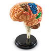 Brain Model  - by Learning Resources - LER3335