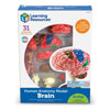 Brain Model  - by Learning Resources - LER3335