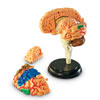 Brain Model - by Learning Resources - LER3335