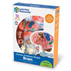 Brain Model - by Learning Resources - LER3335