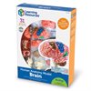 Brain Model - by Learning Resources - LER3335