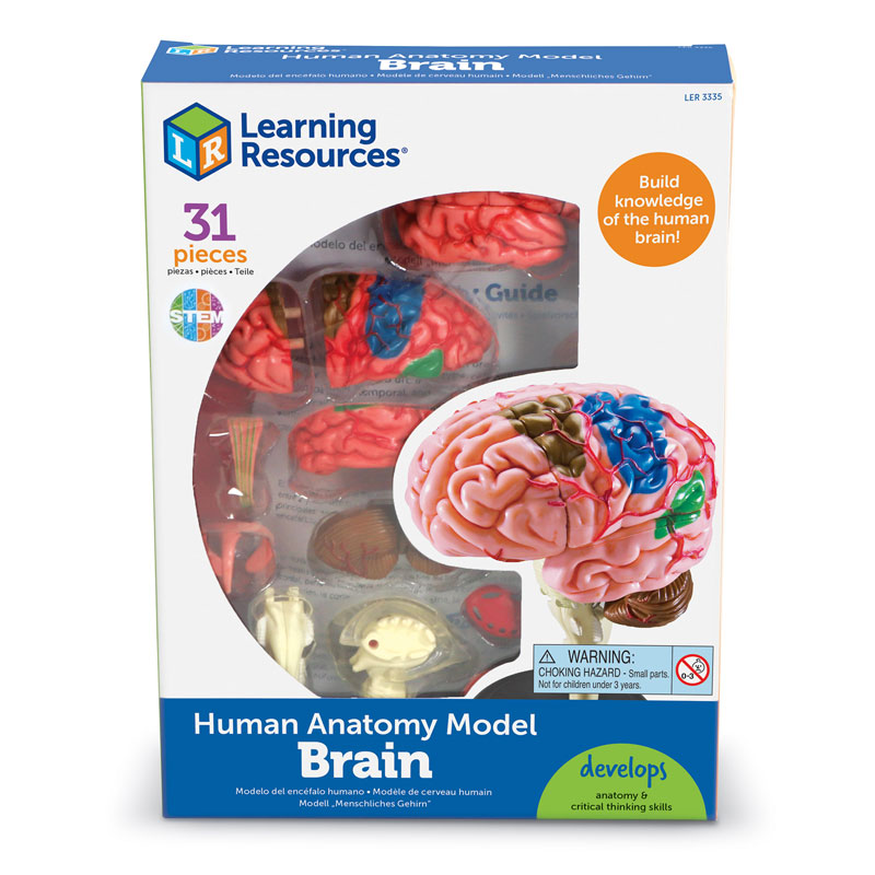 Brain Model by Learning Resources LER3335 Primary ICT