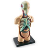 Human Body Model 11cm - by Learning Resources - LER3336