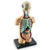 Human Body Model 11cm - by Learning Resources - LER3336