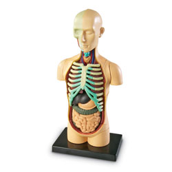 Human Body Model 11cm - by Learning Resources