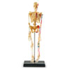 Skeleton Model 23cm - by Learning Resources - LER3337