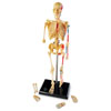 Skeleton Model 23cm - by Learning Resources