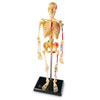 Skeleton Model 23cm - by Learning Resources - LER3337