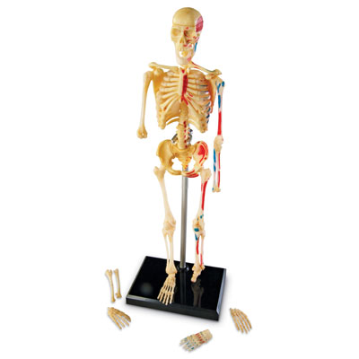 Skeleton Model 23cm - by Learning Resources - LER3337