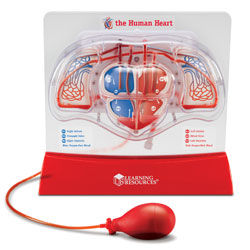 Pumping Heart Model - by Learning Resources