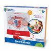 Pumping Heart Model - by Learning Resources - LER3535