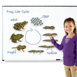 Giant Magnetic Frog Life Cycle Demonstration Set - by Learning Resources