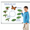 Giant Magnetic Butterfly Life Cycle Demonstration Set - by Learning Resources - LER6043