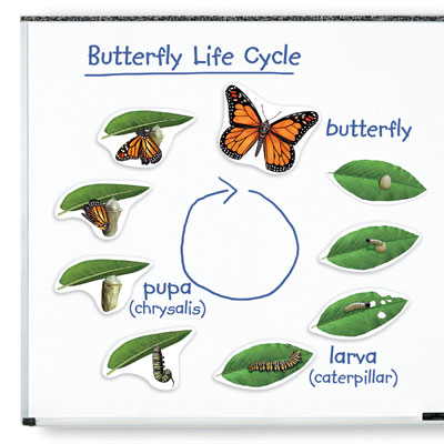 Giant Magnetic Butterfly Life Cycle Demonstration Set - by Learning Resources - LER6043