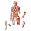 Double Sided Giant Magnetic Human Body Demonstration Set - by Learning Resources - LER6044