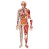 Double Sided Giant Magnetic Human Body Demonstration Set - by Learning Resources - LER6044