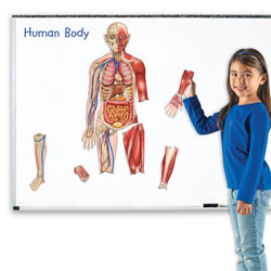 Double Sided Giant Magnetic Human Body Demonstration Set - by Learning Resources