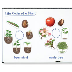 Giant Magnetic Plant Life Cycle Demonstration Set - by Learning Resources