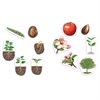 Giant Magnetic Plant Life Cycle Demonstration Set - by Learning Resources - LER6045