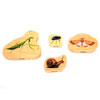 Wooden Minibeast Blocks - Set of 33 - CD73410