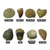 Geosafari Fossil Excavation Kit - by Educational Insights - EI-5340